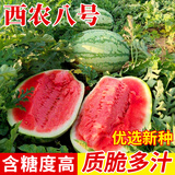 中科茂华（ZHONG KE MAO HUA）西瓜种子大果巨型 西农八号杂交大花皮西瓜露地保护地蔬菜种籽 西农八号 5克/袋（约45粒）