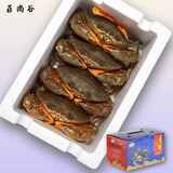 【活蟹】菲尚谷 正宗三门青蟹 鲜活大红母膏蟹生鲜水产送礼盒装 红母膏蟹 2斤 （总共3-4只）