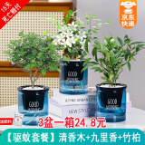 绿有意绿植盆栽多肉花卉盆栽植物室内桌面水培绿植办公室客厅植物懒人 驱蚊3盆】清香木+九里香+竹柏