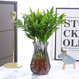 水培新宠驱蚊竹柏水养植物室内客厅卧室桌面绿植盆栽花卉四季常青 灰钻石瓶+10棵竹柏 默认1