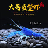 AIPHAROW佛蓝鳌虾冷水观赏宠物虾佛兰熬虾佛罗里达蓝橙白敖螯蝦活体 大号蓝鳌虾（约8-10cm）