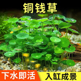 胜画铜钱草鱼缸水草水培植物直接入缸造景蜈蚣草净化水质古法养鱼草 铜钱草1盆约15-20根