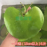 采缇（CAITI）一叶莲 碗莲水生花卉水培植物室内阳台四季开花盆栽鱼缸浮生莲花 一叶莲【15cm 】6片