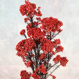 爱满 云南天然风干真花干花花束 客厅家具摆设小清新永生米花网红干花 红色精灵