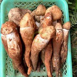 土地母亲计划 云南火把鸡枞菌新鲜荔枝菌野生鲜菌菇未开伞独白鸡枞菌云南特产 四川大凉山大鸡枞菌 1000g