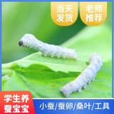 耕耘严选【当天发货】蚕宝宝活体蚕卵学生科学养蚕套装蚕种蚕籽彩色茧工具 彩茧三龄蚕20条+饲养盒桑叶