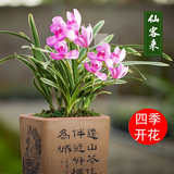 玫绚金边兰花苗 名贵精品 浓香型 建兰矮种室内 花卉 好养 仙客来 一颗5苗连体 带简易黑色软袋盆土