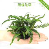异景园鱼缸水族箱造景水榕沉木活体水草淡水无土植物后景真水草净水增氧 雨碟陀草【自带水草泥】