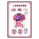 图幻人体内脏解剖系统示意图医学骨骼肌肉器官血管血液结构图医院海报 人体结构示意图 60厘米 * 40厘米 PP背胶