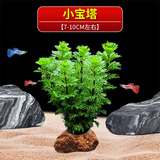 火山石定植淡水鱼缸装饰水草懒人造景水榕莫斯前景中后景水草包邮 小宝塔（发货没有根）