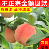 正宗四川龙泉水蜜桃树苗桃树冬桃盆栽脆桃子南方种植水果树苗大全 3年苗