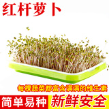 种菜记 芽苗菜种子纸上种菜无土栽培萝卜空心菜豌豆松柳盆栽蔬菜籽四季 红杆萝卜500克