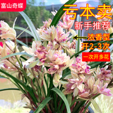 劉閣蘭花兰花建兰四季兰富山奇蝶浓香室内花卉盆栽 4苗带花裸根源头直发