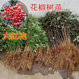 花询花椒树苗大红袍花椒苗花椒苗盆栽地栽无刺高产种当年结果 3年苗种植(当年结果)