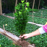 纳邦万年青树苗10颗价冬青小苗耐寒耐热耐旱绿色植物四季常青庭院绿化