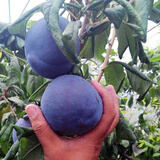 尔澜1cm嫁接黑霸王李子树苗大果树苗露天水果苗木李子苗源头直发