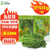 九棵树河南新鲜腌制香椿芽头茬香椿芽咸菜香椿芽真空包装袋装250g 精品香椿芽*2袋 克