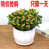 易水之夏金鱼吊兰盆栽花苗牡丹千叶口红吊兰常青藤金心边吊兰室内绿植花卉 金鱼吊兰20颗左右(当年开花) 不含盆