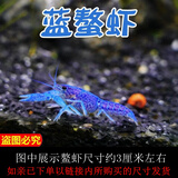 噢水噢鳌虾观赏虾鱼缸淡水宠物大型水族活体虾龙纹天空蓝魔红白蓝小鳌虾 蓝螯虾4厘米1对