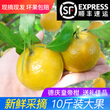 正宗德庆皇帝柑新鲜水果贡柑茂谷10斤广东当季桔子媛爱橘柑沃大果 带箱10斤装精选大果