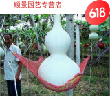 巨型葫芦种子特大种籽苗亚腰宝葫芦盆栽爬藤蔬菜种子观赏文玩庭院 巨型葫芦10粒30-60cm