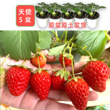 滨淇草莓苗天使草莓四季草莓苗阳台盆地栽草莓苗 天使草莓5盆源头直发