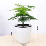 文竹盆栽植物室内办公室绿植花卉盆栽盆景四季常青小盆栽 文竹+懒人吸水盆