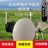 帆儿庄园鸵鸟蛋大号新鲜送礼佳品营养高养殖特产新鲜鸵鸟蛋蛋礼盒食用 沙皮蛋蛋形不好不影响食用