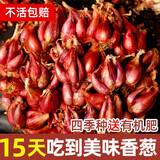 大禹四季红葱头种子香葱根苗小葱苗秧子种头火葱头老品种夏季蔬菜籽 正宗红葱头种子250g+1包肥