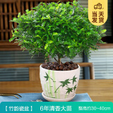 开时果 正宗胡椒木盆栽清香型 桌面植物苗防驱蚊草绿植盆景源头直发包邮 【6年大苗】竹韵瓷盆+肥料