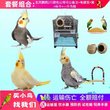 冰海精灵 鸟活体虎皮鹦鹉活物鸟手玩鸟学舌牡丹鸟宠物鸟玄风鹦鹉小鸟活体 玄凤鸟2只颜色备注+电镀笼+粮1斤