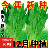 四季蔬菜种子大全菠菜香菜生菜油麦菜苋菜鸡毛菜芹菜矮脚黄蔬菜籽 米香油麦菜种子1包约5000粒