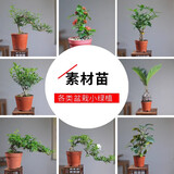 开时果 各类绿植盆栽盆景DIY素材苗 六月雪文竹小苗室内造景微景观植物 文竹（小杯）