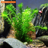 鱼缸造景后景真水草活体生态瓶蜈蚣草缸装饰金鱼藻类植物有茎类 蜈蚣草3颗（含底座陶瓷环）