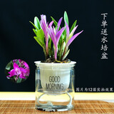 劉閣蘭花七彩香水石斛兰花冬带花苞好养绿植浓香型石斛花卉盆栽绿植驱蚊 10苗连体七彩石斛当年开花配水培盆