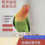 豪蚨虎皮鹦鹉说话小鸟活物观赏鸟宠物牡丹小太阳亲人玄风鹦鹉豪蚨 爱情鸟牡丹1只（公母备注）