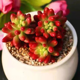 忆润蝶多肉植物带盆绿植花卉盆栽贵货老桩群生玉树玉露仙人掌肉肉 虹之玉5-6cm【带盆栽好】