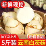 中鲜生云南新鲜白茨菇现挖慈姑大果 时令生鲜蔬菜