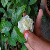 绿之妙圆叶正宗虎头茉莉花盆栽室内浓香花卉重瓣老桩带花苞四季开花植物 虎头茉莉4年苗 不含盆
