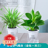 花卉植物室内花办公桌面净化空气水培小绿植好养易活驱蚊盆栽 【净化空气小能手】吊兰+金钻 带盆栽好