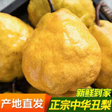 舅甜果蔬烟台中华丑梨【现摘现发】时令新鲜水果太婆梨软糯多汁软梨子超甜 5斤大果