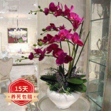 欧悟 蝴蝶兰花苗盆栽室内观花植物桌面阳台年宵花卉四季开花绿植花卉 女王蝴蝶兰+透明原盆+原土