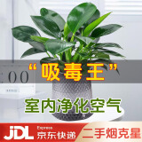 双盟金钻绿公主办公室绿植盆栽吸毒王吸甲醛三棵钻石盆1盆装源头直发
