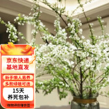 欧芽龙柳鲜枝插花客厅水培植物花卉室内鲜花水养干枝雪柳 干枝雪柳60cm10支 水培