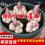 蝶遇耐寒重瓣种球香水百合种球带芽浓香多年生室内外四季花卉盆栽开花 混色 香水百合种球 10个 11-12CM