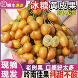 粤迎广东鸡心黄皮果【JD顺丰冷链】当季特产新鲜现摘现发孕妇可吃 冰糖黄皮果【纯甜无酸】 5斤老树果【独享装-较划算】净4斤