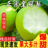 皇金蜜青皮皇冠梨【现货速发】赵县特产新鲜水果产地直发后期果子偏黄 净重4.5斤【大果单果200g+】