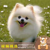 梦茜儿纯种博美犬球形博美幼犬活体宠物狗狗茶杯犬博美狗小白狗小体博美 宠物级 家庭款 母