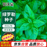 花沃里绿罗勒种子5g/包 蔬菜种子四季菜籽阳台种植盆栽土庭院田间种植