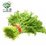 一分田  茼蒿 蒿子秆 皇帝菜 约500g 新鲜蔬菜 火锅食材 生鲜套餐 配送